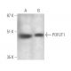 POFUT1 Antibody (F-7) - Western Blotting - Image 394976 