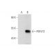 POFUT2 Antibody (G-1) - Western Blotting - Image 144586