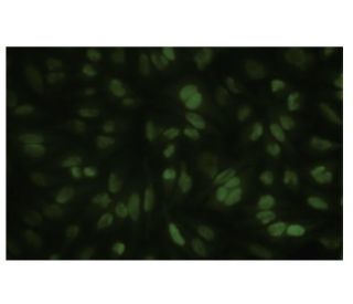 POGK Antibody (5Q13) - Immunofluorescence - Image 35628 