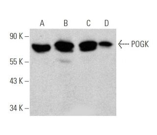 POGK Antibody (F-1) - Western Blotting - Image 363220 