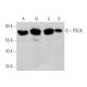 POGK Antibody (F-1) - Western Blotting - Image 363220 