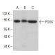 POGK Antibody (F-1) - Western Blotting - Image 379503