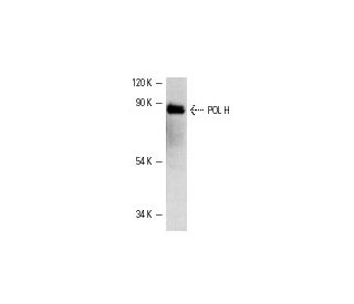 POL H Antibody (B-7) - Western Blotting - Image 1311Each CRISPR/Cas9 Knockout (KO) Plasmid product consists of a pool of 3 plasmids designed to ensure identification and cleavage of a specific gene for maximum knockout efficiency. Each plasmid encodes a unique 20 nt sequence derived from the GeCKO (v2) library.