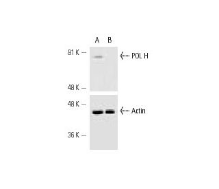 POL H siRNA (h): sc-36289. Western blot analysis of POL H expression in non-transfected control (A) and POL H siRNA transf 
