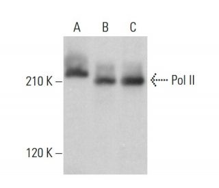 Pol II Antibody (1.BB.61) - Western Blotting - Image 380443 