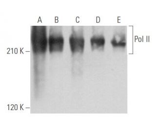 Pol II Antibody (CTD4H8) - Western Blotting - Image 356692 