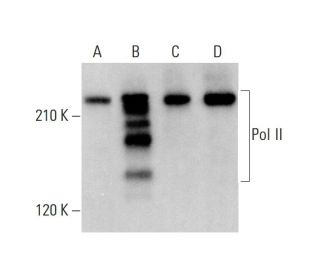 Pol II Antibody (mara-3) - Western Blotting - Image 377370 