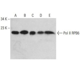 Pol II RPB6 Antibody (E-8) - Western Blotting - Image 378152 