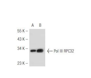 Pol III RPC32 Antibody (C32-1) - Western Blotting - Image 50473 