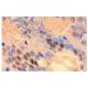 Pol III RPC39 Antibody (RPC39) - Immunohistochemistry - Image 1272 