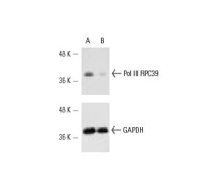 Pol III RPC39 Antibody (C39-2) - Western Blotting - Image 10252 