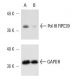 Pol III RPC39 Antibody (C39-2) - Western Blotting - Image 10252 