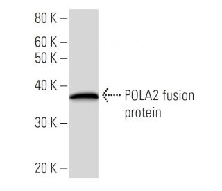 POLA2 Antibody (2759C3a) - Western Blotting - Image 16738
