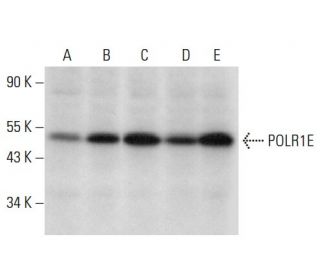 POLR1E Antibody (C-11) - Western Blotting - Image 303476 