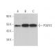 POLR1E Antibody (C-11) - Western Blotting - Image 372055