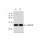 POLR2E Antibody (B-5) - Western Blotting - Image 291853