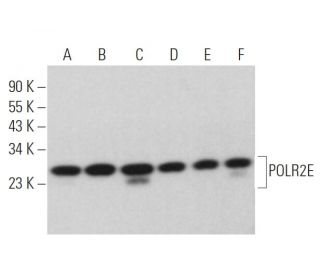 POLR2E Antibody (B-5) - Western Blotting - Image 371888 