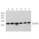 POLR2E Antibody (B-5) - Western Blotting - Image 371888 