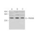 POLR2E Antibody (C-10) - Western Blotting - Image 291023 