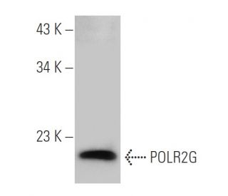 POLR2G Antibody (2781C2a) - Western Blotting - Image 50479 