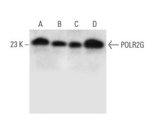 POLR2G Antibody (G-9) - Western Blotting - Image 299072 