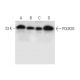 POLR2G Antibody (G-9) - Western Blotting - Image 299072 