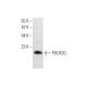 POLR2G Antibody (G-9) - Western Blotting - Image 303359