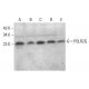 POLR2G Antibody (G-9) - Western Blotting - Image 376686 