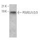 POLR2J1/2/3 Antibody (G-2) - Western Blotting - Image 371253