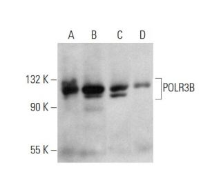 POLR3B Antibody (G-6) - Western Blotting - Image 346473 