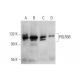 POLR3B Antibody (G-6) - Western Blotting - Image 346473 