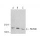 POLR3B Antibody (G-6) - Western Blotting - Image 380389
