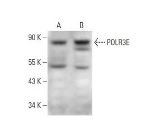POLR3E Antibody (B-11) - Western Blotting - Image 144561 