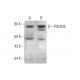 POLR3E Antibody (B-11) - Western Blotting - Image 144561 