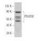 POLR3E Antibody (B-11) - Western Blotting - Image 370815
