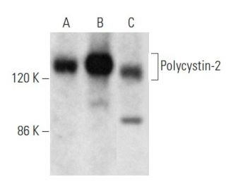 Polycystin-2 Antibody (D-3) - Western Blotting - Image 354314 
