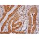 Polycystin-2 Antibody (YCE2) - Immunohistochemistry - Image 293410 