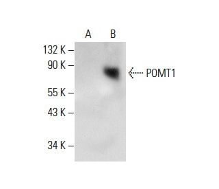POMT1 Antibody (G-10) - Western Blotting - Image 288578