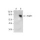 POMT1 Antibody (G-10) - Western Blotting - Image 288578