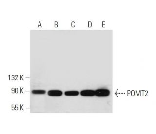 POMT2 Antibody (G-3) - Western Blotting - Image 295968 