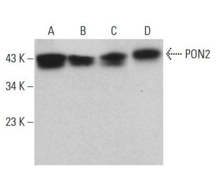 PON2 Antibody (C-5) - Western Blotting - Image 381815 