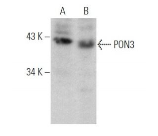 PON3 Antibody (F-8) - Western Blotting - Image 360624 