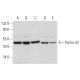 Pontin 52 Antibody (A-4) - Western Blotting - Image 299166