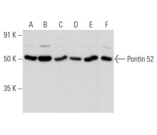 Pontin 52 Antibody (A-4) - Western Blotting - Image 356944 