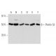Pontin 52 Antibody (A-4) - Western Blotting - Image 356944 