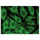 Pontin 52 Antibody (H-4) - Immunofluorescence - Image 142832 