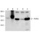POPX2 Antibody (B-11) - Western Blotting - Image 297969 
