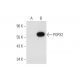POPX2 Antibody (B-7) - Western Blotting - Image 332790 