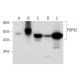 POPX2 Antibody (G-10) - Western Blotting - Image 297968 