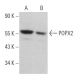POPX2 Antibody (G-10) - Western Blotting - Image 367722
